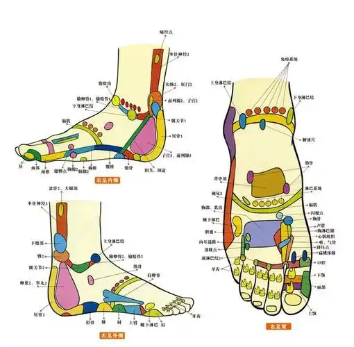 足诊简介 足部反射区健康法