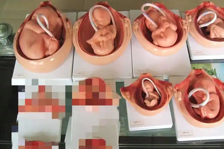 足以让你清晰了解怀孕的全过程,女人真的太不容易了_变化_父母_胎儿