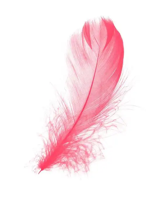 粉色羽毛