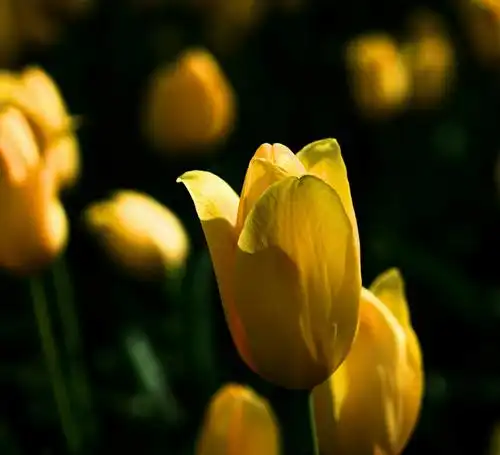 北京植物园- 侧光下的郁金香