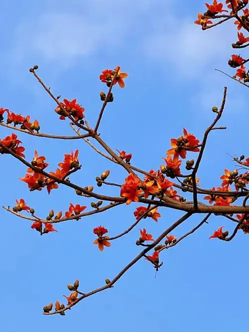 可爱的春日之花木棉花