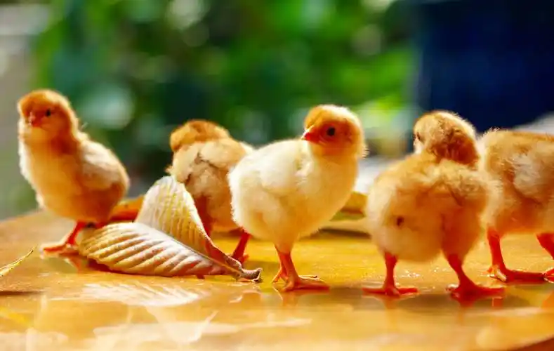 疫情期间· 宅家孵小鸡 ‖ 岁月波光粼粼,赋予爱与生命