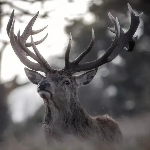 动物素材分享马鹿