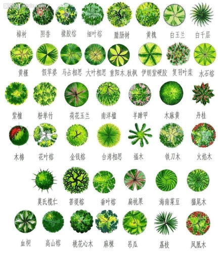 配置表 常用园林植物 南方常见植物 常见园林植物 园林景观设计平面图