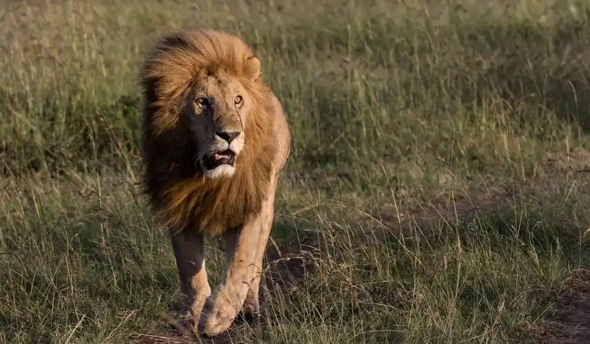 说起狮子,我们首先想到的就是非洲大草原和草原之王这两件事,它们主要