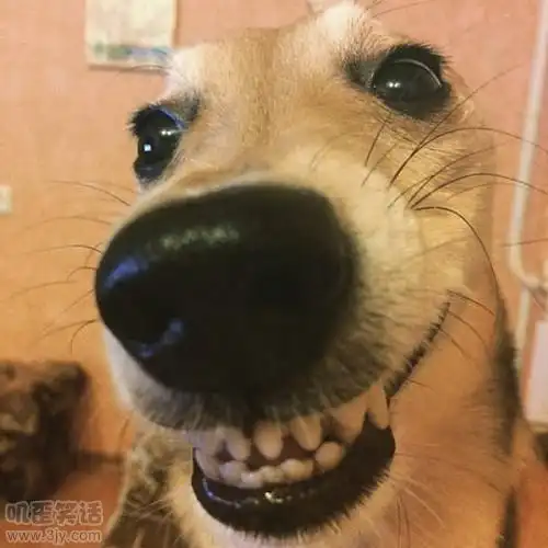 他们说笑得露齿