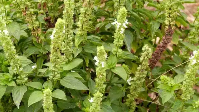 客家美食客家人舌尖上的绝密调料碧陈土薄荷