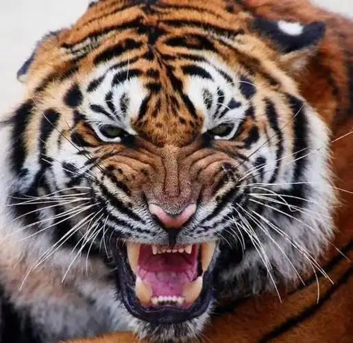 世界上最强大的肉食动物排名(最厉害的食肉动物前十名)-1