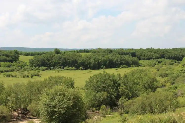 草原上一簇一簇的灌木丛和树林.