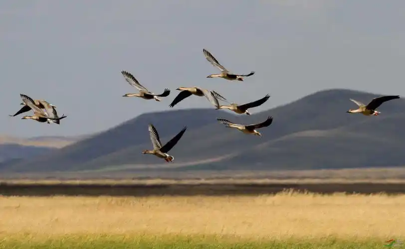一组鸿雁请欣赏点评