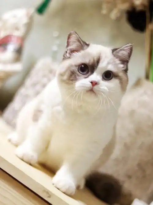 海豹重点色加白英短妹妹