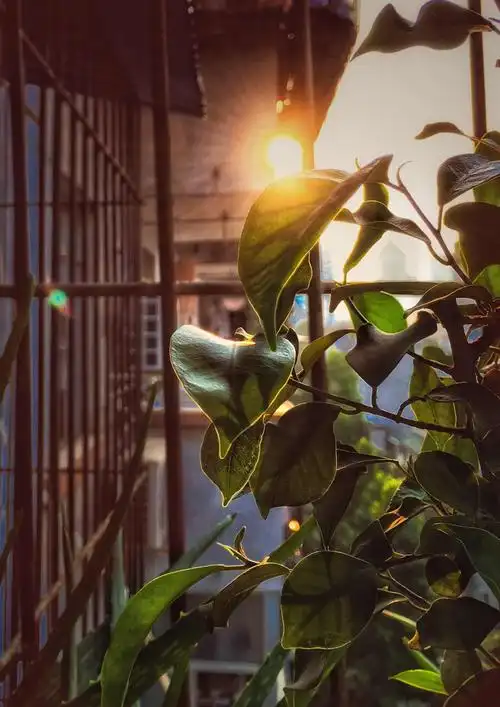 清晨,窗外,阳光正好.