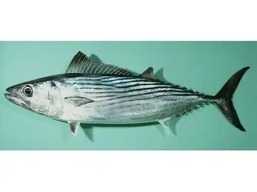 澳大利亚狐鲣(动物 | 辐鳍鱼类)