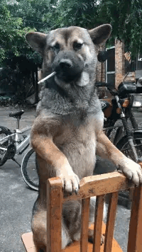 原创搞笑gif嫂子发来一张图我看了好久才明白什么意思