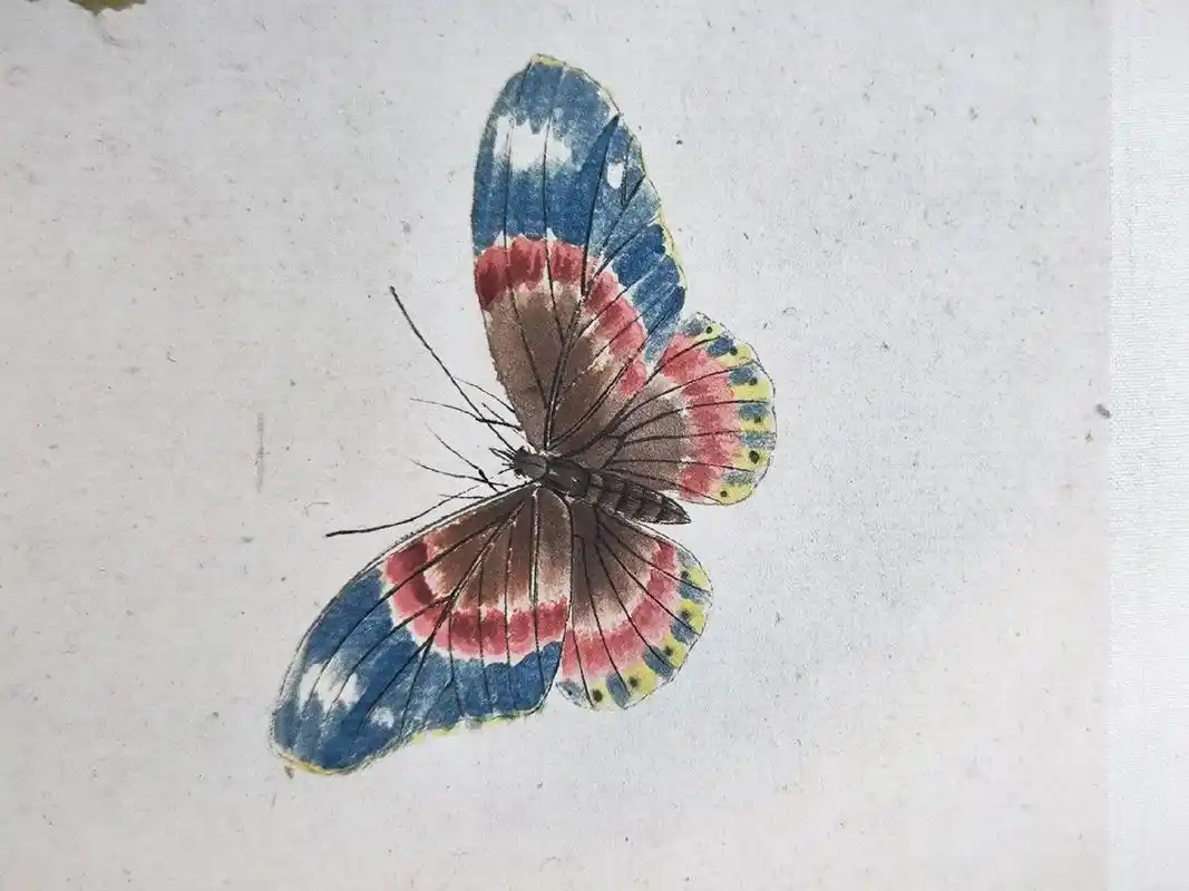 齐白石 #工笔画 #蝴蝶 #花鸟画 - 抖音