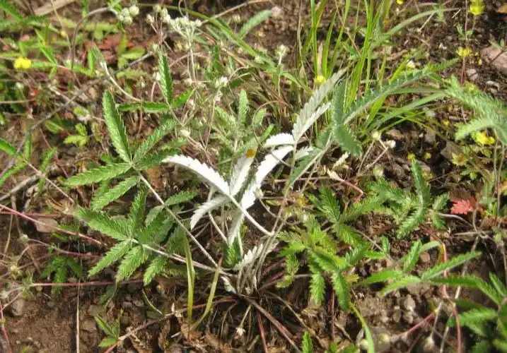 民间常见的翻白草被农民称为救命神草治糖尿病有奇效