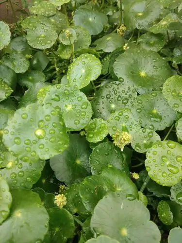 金钱草 - 堆糖,美图壁纸兴趣社区