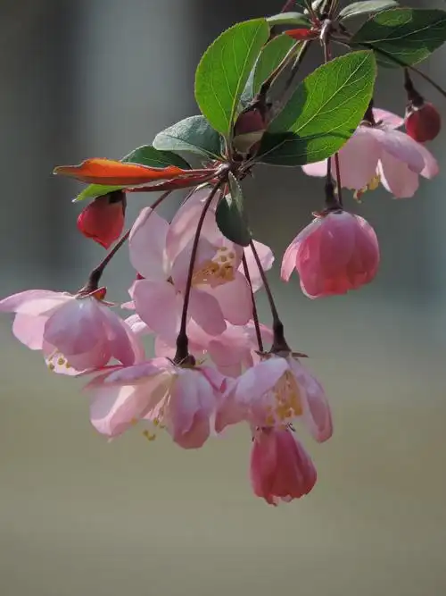 原图欣赏-太平洋摄影部落