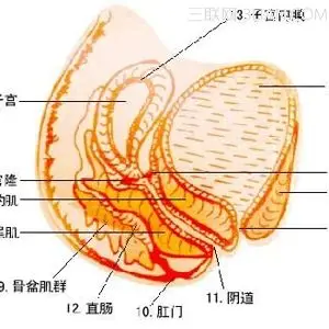 胎盘屏障的介绍