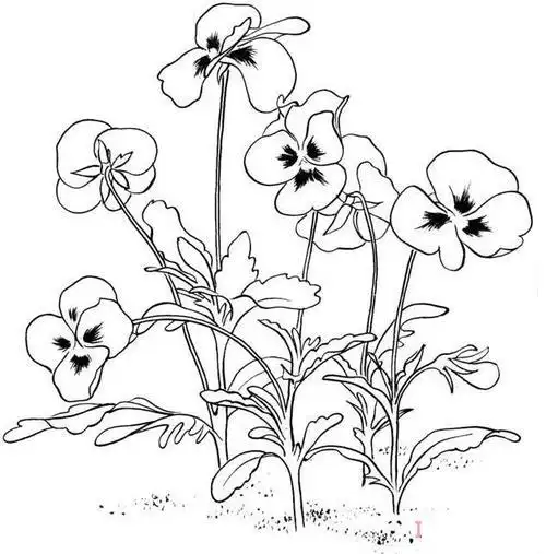 手绘紫罗兰的画法素描简单漂亮紫罗兰简笔画图片