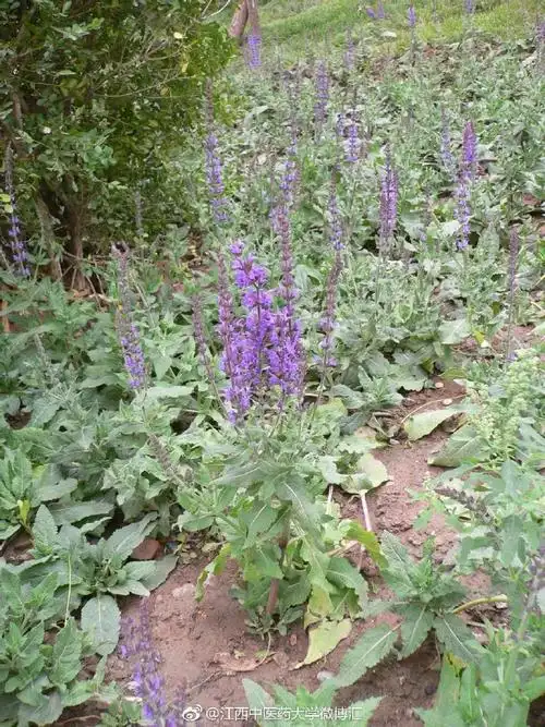 中药知识课堂# 雪见