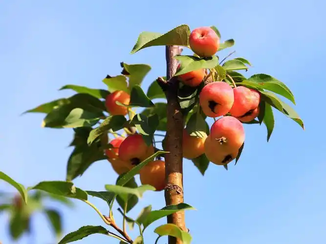 金秋海棠硕果累累