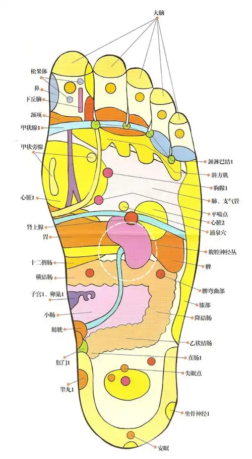 足部反射区大图