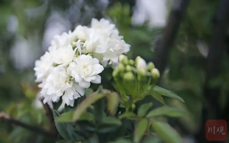 c视觉|西昌:七里香花开成瀑 仙气飘飘_四川在线