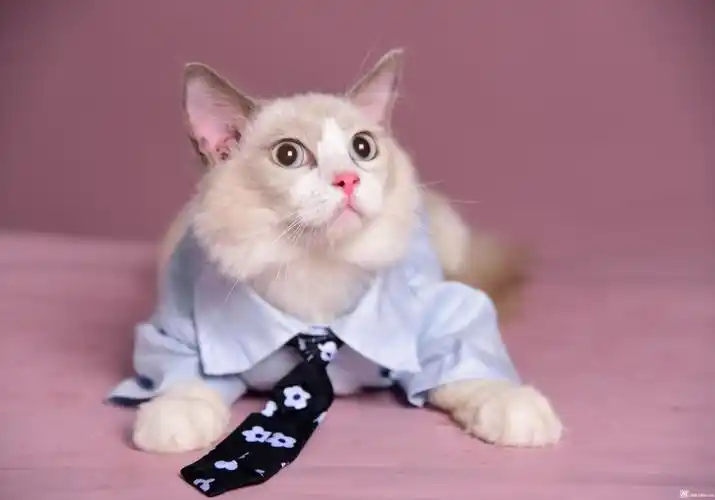 深圳买猫的地方