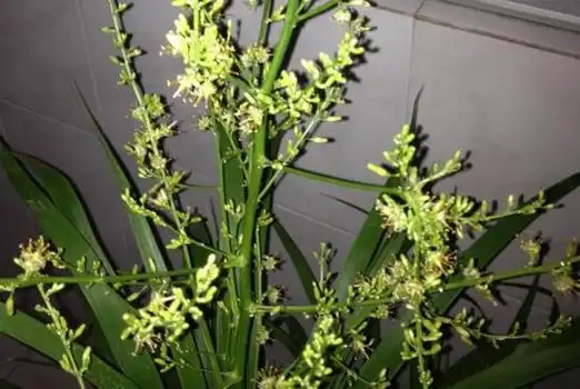 总的来说,作为一种常现的欣赏型草木,龙须兰并不