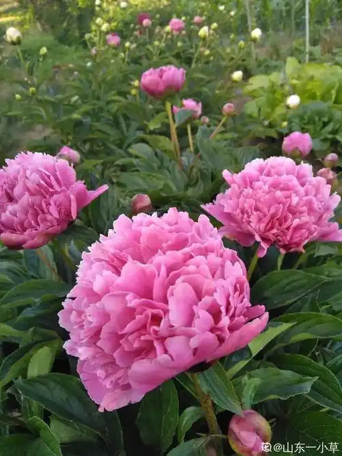 10种好运花中国人最爱养图个吉祥如意