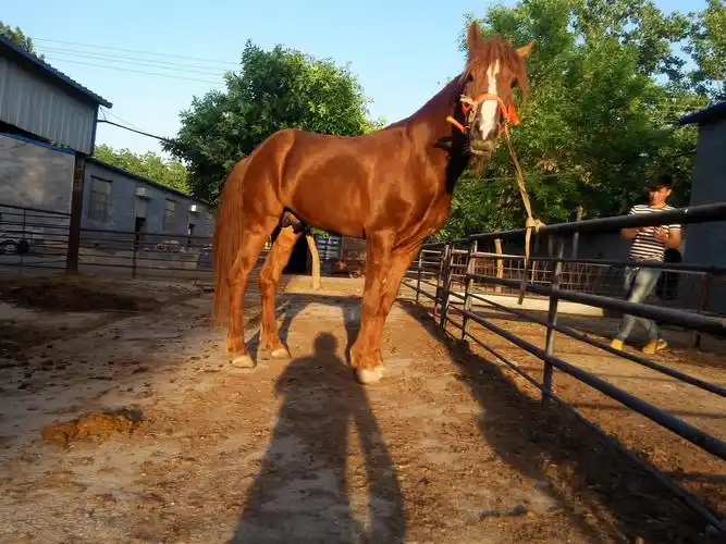 什么地方有养马场哪里出售好马哪里有卖种公马的
