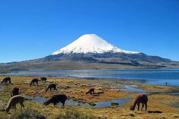 萨哈马火山盐湖边觅食的安第斯火烈鸟,高山之国50玻利维亚诺_卡拉耶塔