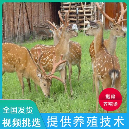 梅花鹿活物出售种公鹿成年家养小型梅花鹿幼崽景区观赏活鹿养殖