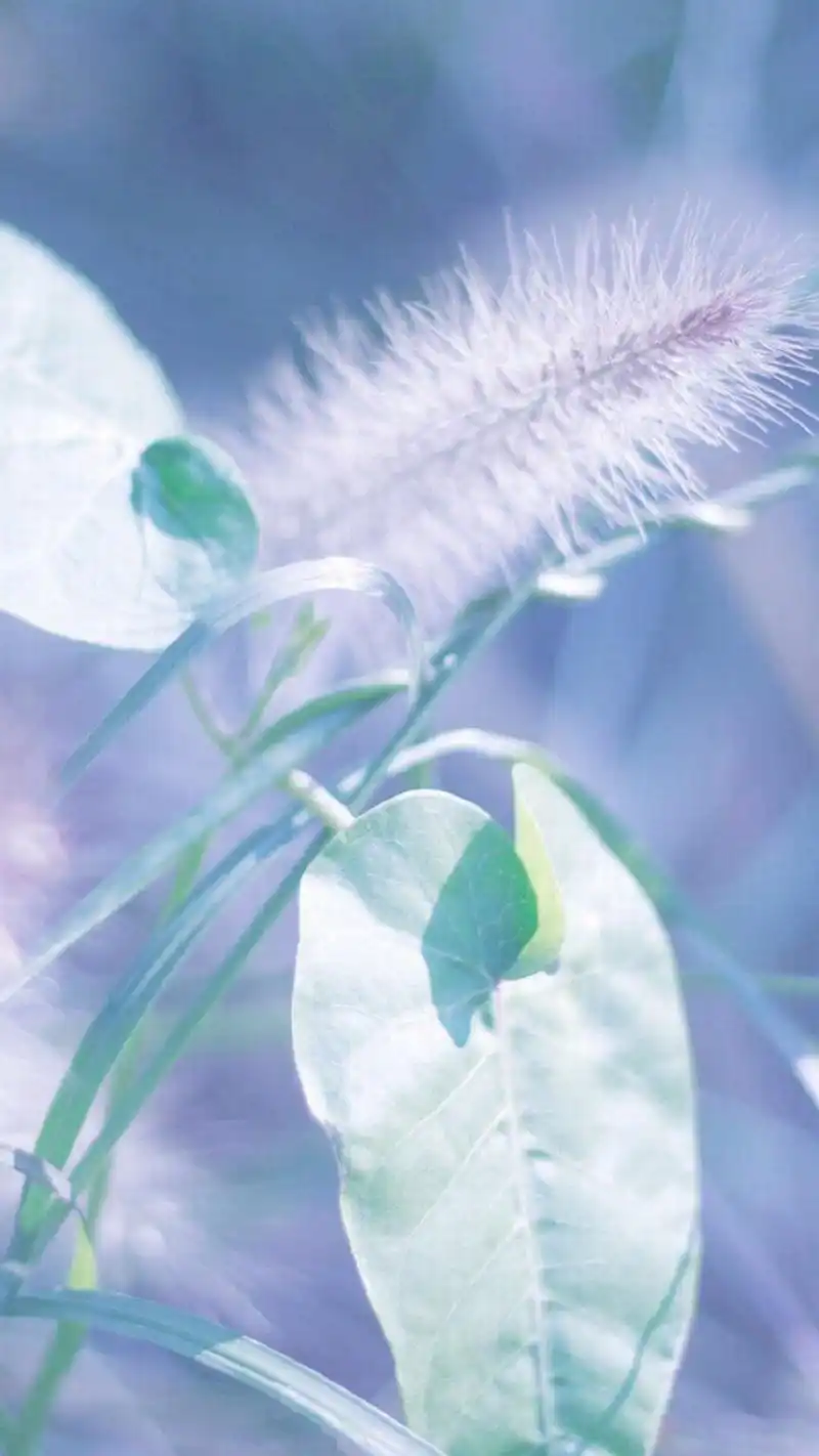 精选唯美梦幻小清新植物高清手机壁纸