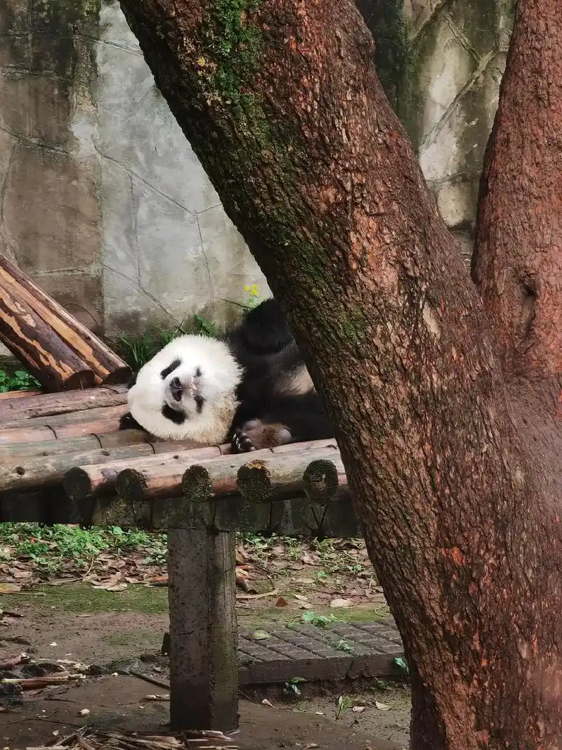 重庆动物园 4.27早上来看#大熊猫渝可渝爱 了