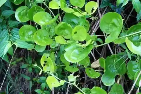 非常特别的一个名字菝葜,又名金刚藤,马甲子,铁菱角,马加勒,筋骨柱子