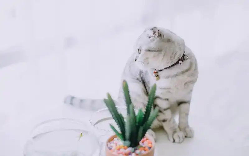 网红猫咪高清萌宠动物壁纸图片