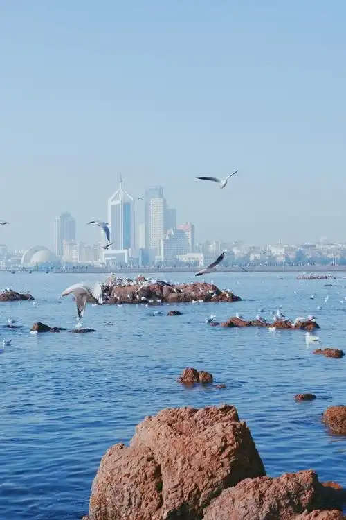 1,青岛栈桥海鸥