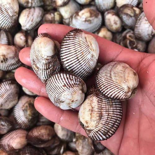 海鲜水产贝类鲜活毛蛤新鲜蛤蜊大毛蛤野生贝类血蛤大毛蚶海毛蛤