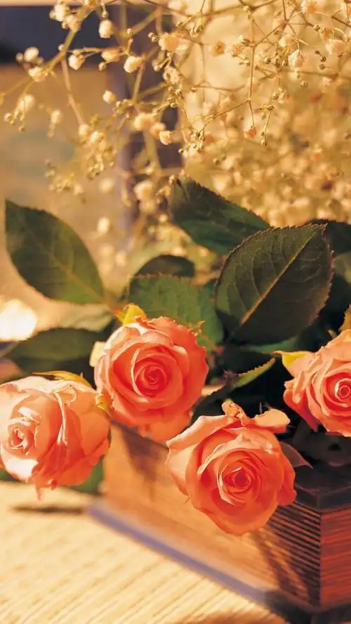 【虎斑收录】高清壁纸 植物 花卉 唯美图片 优美图片