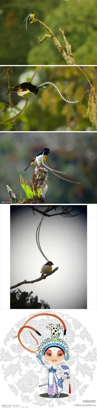 萨克森风鸟(pteridophora alberti)是极乐鸟的又一奇葩,它们成体的体