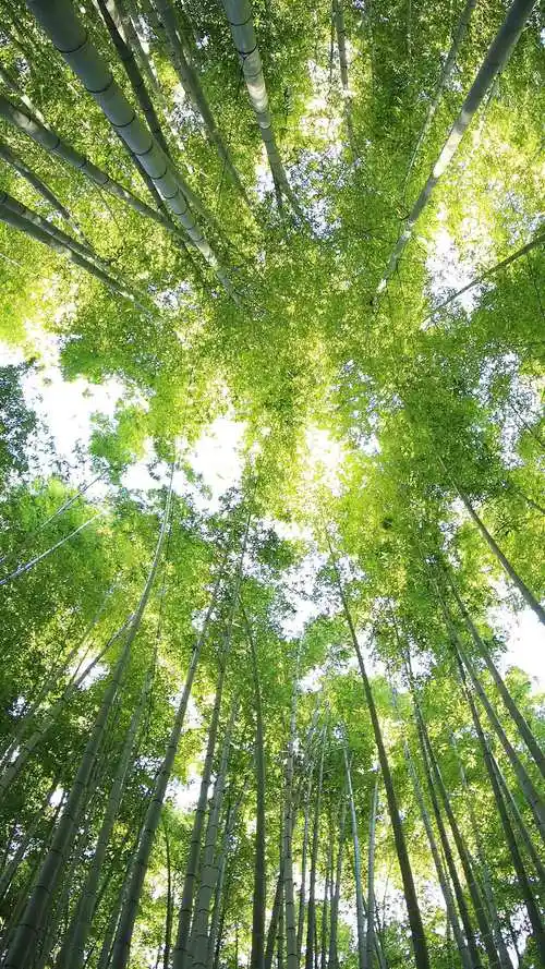 【手机壁纸】必应1080p壁纸【2022年12月第二期】