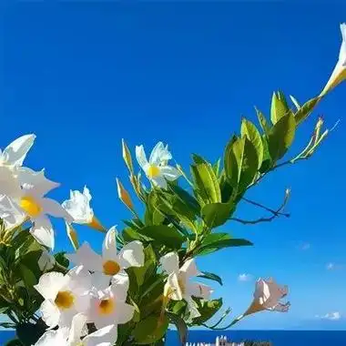 清新淡雅能带来好运的大自然风景头像 简单干净有内涵的风景头像_风景