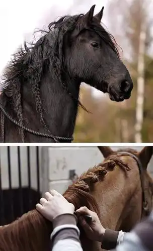 马上就要到猪年了,猪年为什么要说马?