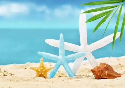 用贝壳设计图片