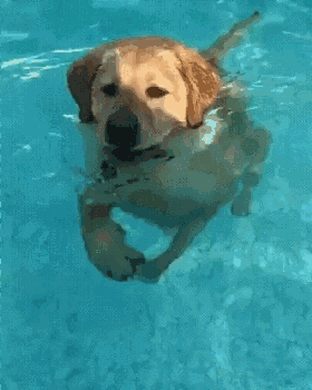 金狗和水狗怎样相处(再游泳就是对狗子的)(1)