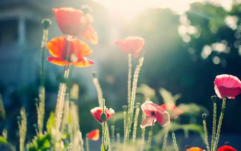 意境壁纸 > || 更新时间:2015-04-27 颜色分 炫彩 关键词:  唯美意境