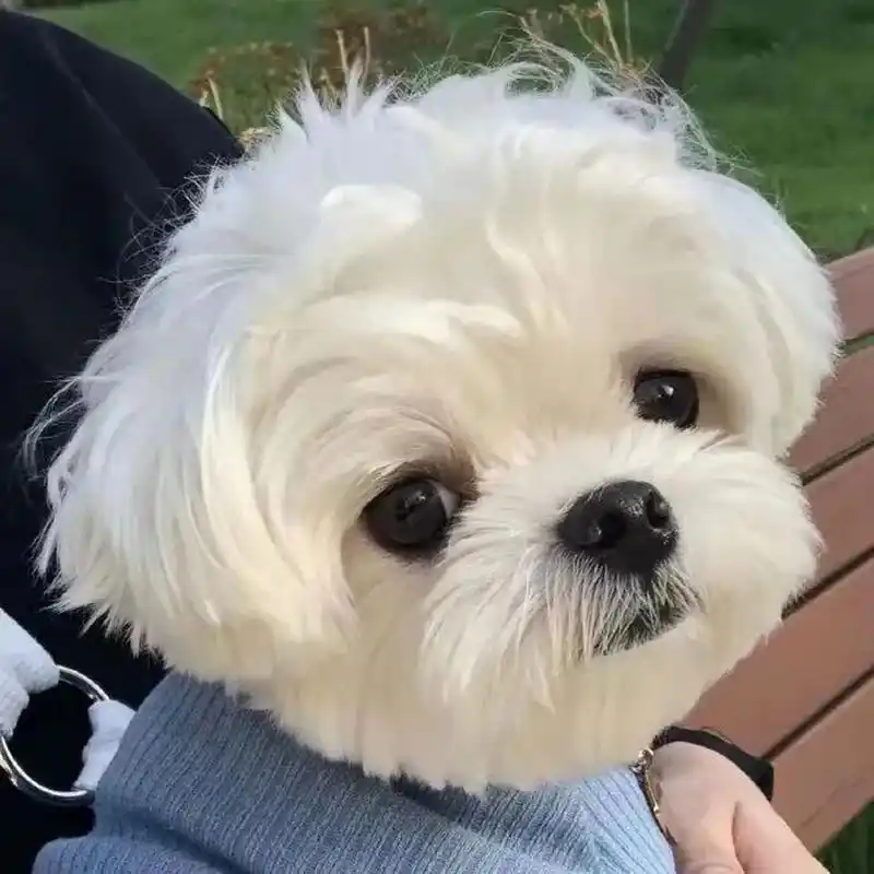 治愈系头像 真的好可爱