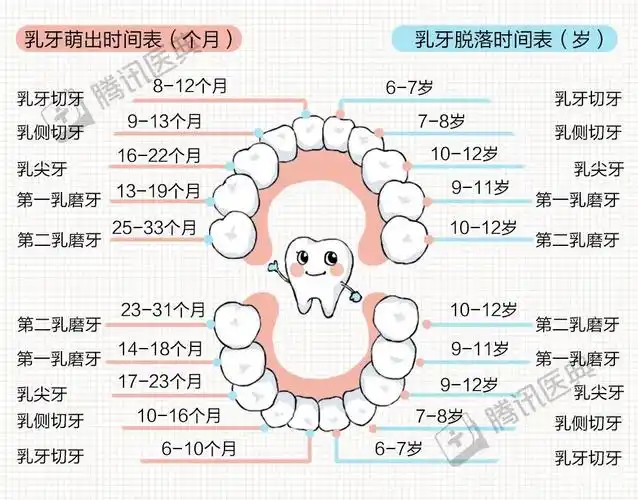爱情的样子,就在这6颗牙齿里